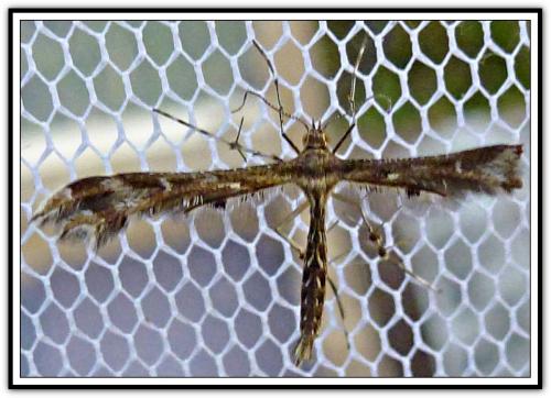 Oxyptilus sp.